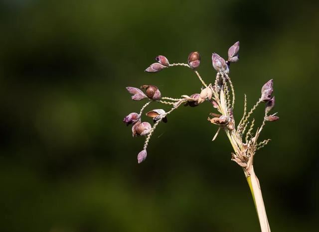 每日植物 | 再力花——素雅别致，水上天堂