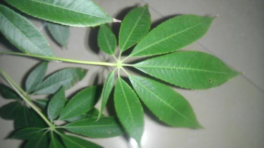 木棉纤维被誉为“植物软黄金”，花通常红色，有时橙红色