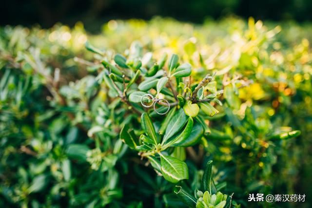 识花认草：海桐