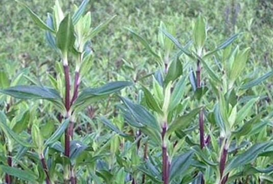 龙胆草，是一种比较罕见的植物，花淡紫红色