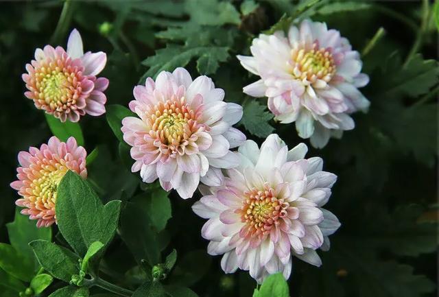 矮型四季菊～观赏花卉中的佳品