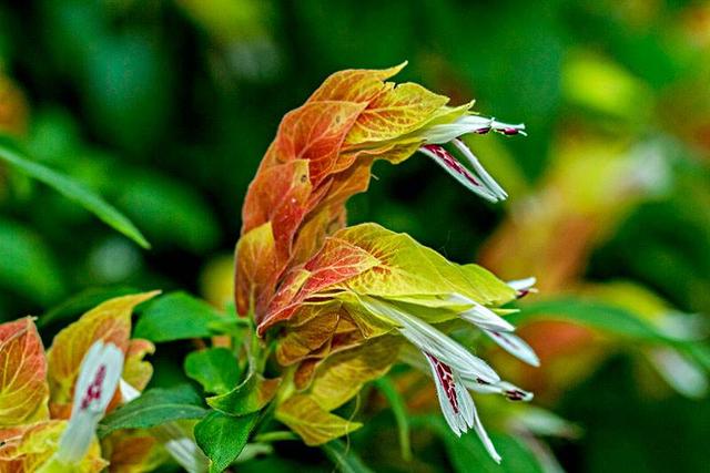 虾衣花花形奇特，花色多，学会嫩枝扦插的秘诀，拥有一座缤纷花园