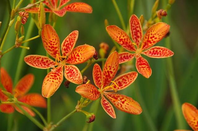 射干似蝶非蝶个性美，诚实中幸福逐渐到来