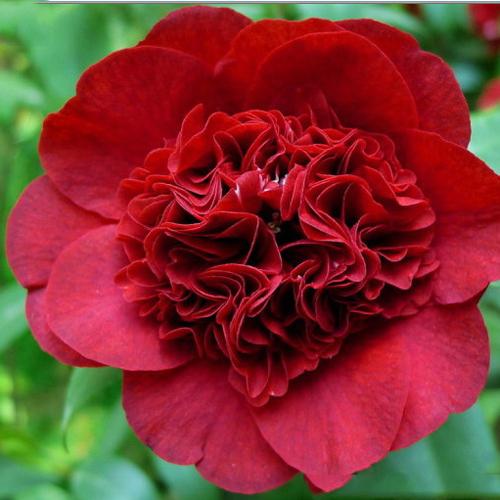 茶花是中国传统名花，世界名花之一，来看看有没有你喜欢的品种！