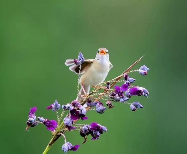 每日植物 | 再力花——素雅别致，水上天堂