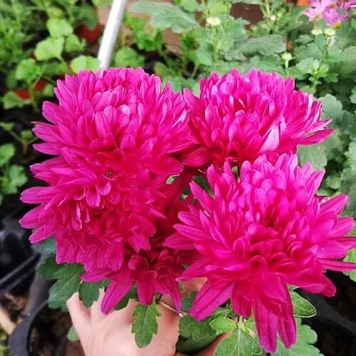 矮型四季菊～观赏花卉中的佳品