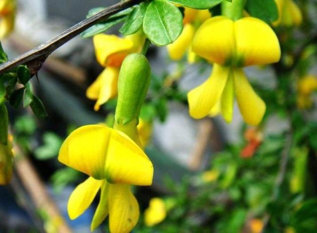 锦鸡儿又名金雀花，谦逊卑下幽雅整洁