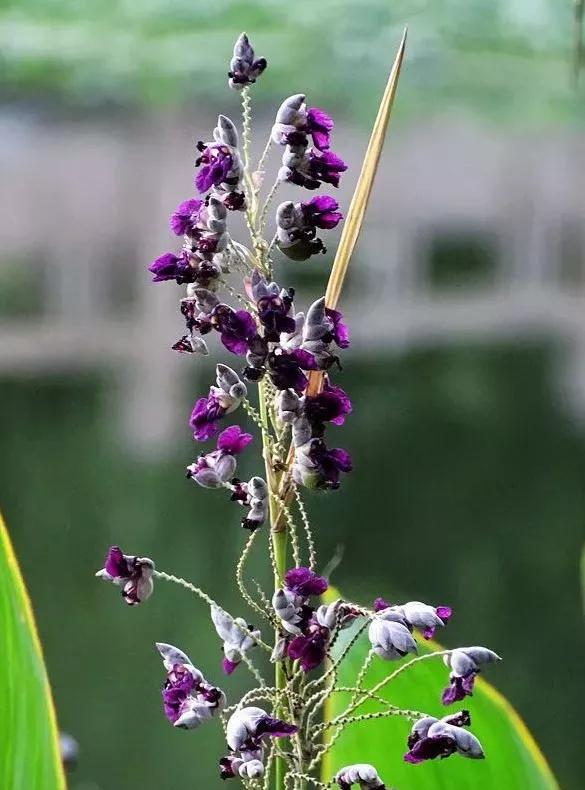 每日植物 | 再力花——素雅别致，水上天堂