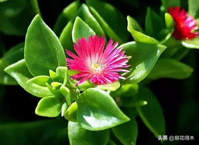 多肉植物｜松叶菊日中花的辨识鉴赏与养护浅谈