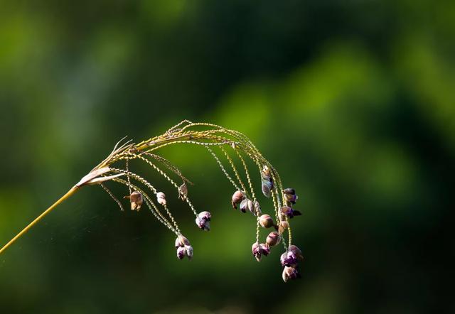 每日植物 | 再力花——素雅别致，水上天堂