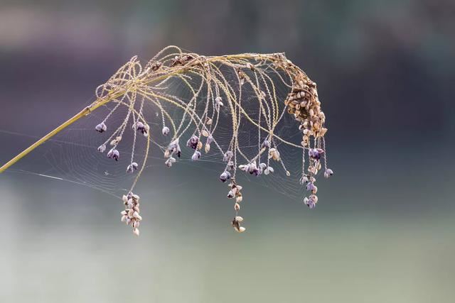 每日植物 | 再力花——素雅别致，水上天堂