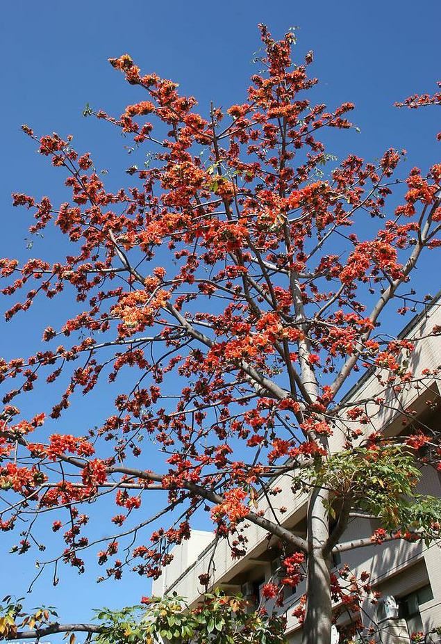 木棉纤维被誉为“植物软黄金”，花通常红色，有时橙红色