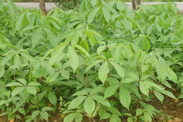 木棉纤维被誉为“植物软黄金”，花通常红色，有时橙红色