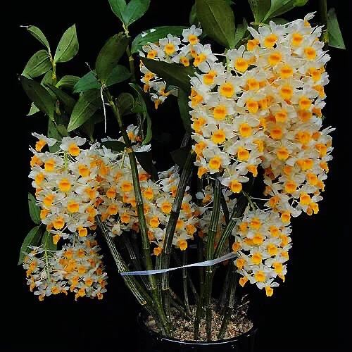 球花石斛～花姿优雅，花色鲜艳，玲珑可爱，气味芳香