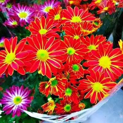 矮型四季菊～观赏花卉中的佳品