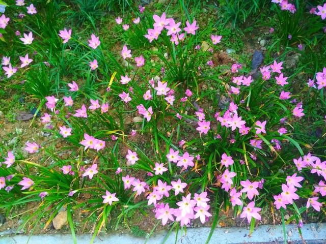 常见花卉——韭兰