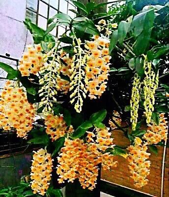 球花石斛～花姿优雅，花色鲜艳，玲珑可爱，气味芳香