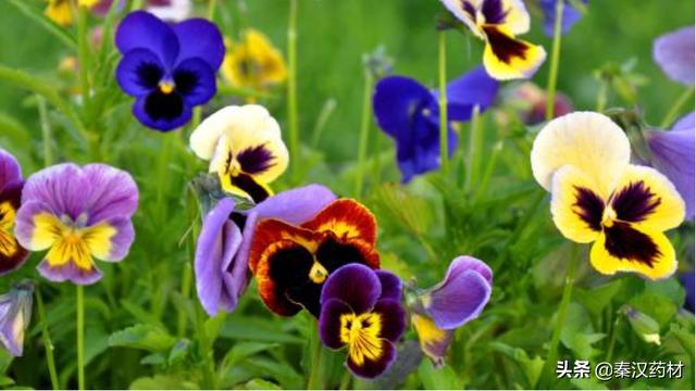 识花草：三色堇