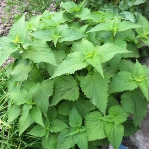藿香本身是具有芳香味的植物，全株都具有香味，花冠淡紫蓝色
