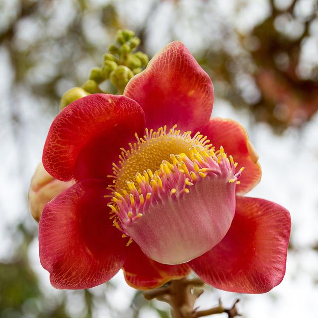 娇艳“炮弹花”