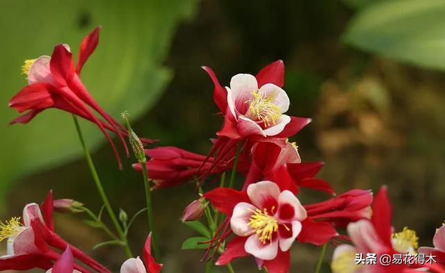 耧斗菜的鉴赏养护｜寻常巷陌，田野小草，娇艳不让名花