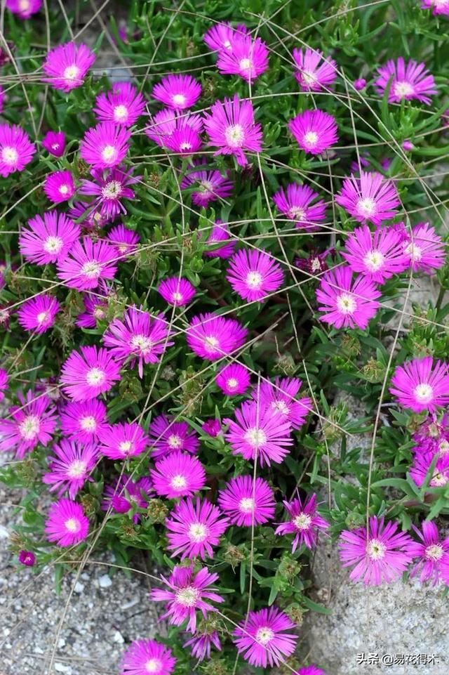 多肉植物｜松叶菊日中花的辨识鉴赏与养护浅谈