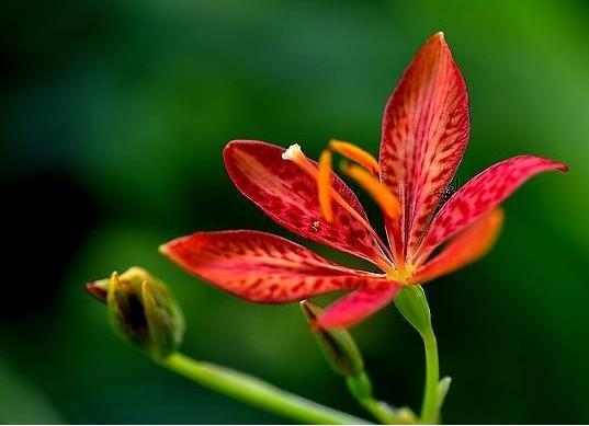 射干似蝶非蝶个性美，诚实中幸福逐渐到来