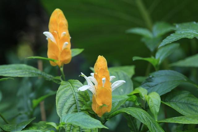 观赏花卉——金苞花