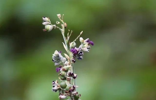 每日植物 | 再力花——素雅别致，水上天堂