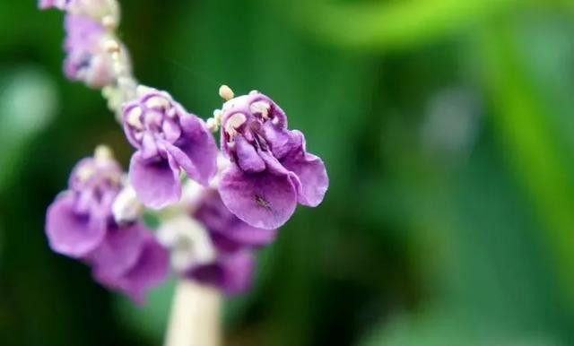 每日植物 | 再力花——素雅别致，水上天堂