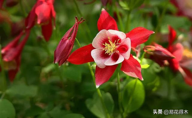 耧斗菜的鉴赏养护｜寻常巷陌，田野小草，娇艳不让名花