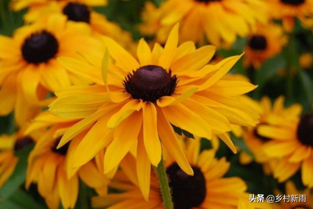 每日春花|扶郎花：更无柳絮倚风起，惟有扶郎向日倾