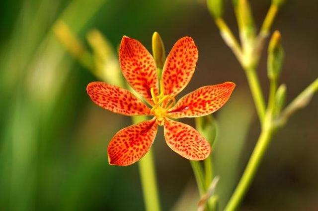 射干似蝶非蝶个性美，诚实中幸福逐渐到来