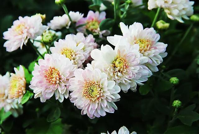 矮型四季菊～观赏花卉中的佳品