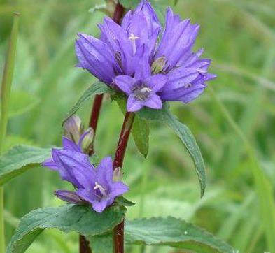 龙胆草，是一种比较罕见的植物，花淡紫红色