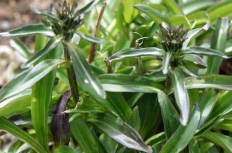 龙胆草，是一种比较罕见的植物，花淡紫红色