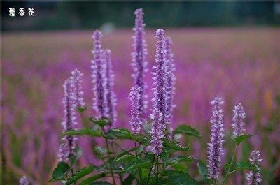 藿香本身是具有芳香味的植物，全株都具有香味，花冠淡紫蓝色