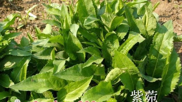 紫菀生于低山阴坡湿地、山顶和低山草地，花舌片蓝紫色