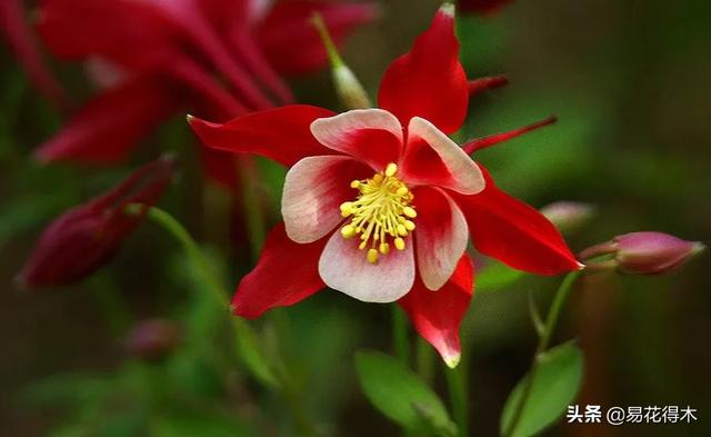 耧斗菜的鉴赏养护｜寻常巷陌，田野小草，娇艳不让名花