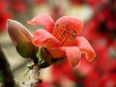 木棉纤维被誉为“植物软黄金”，花通常红色，有时橙红色