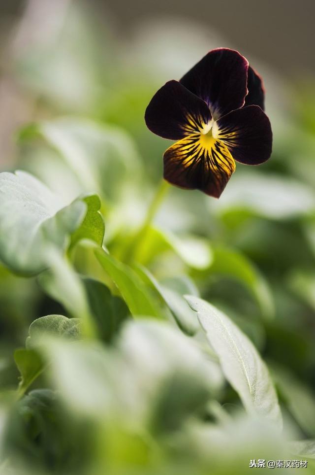 识花草：三色堇