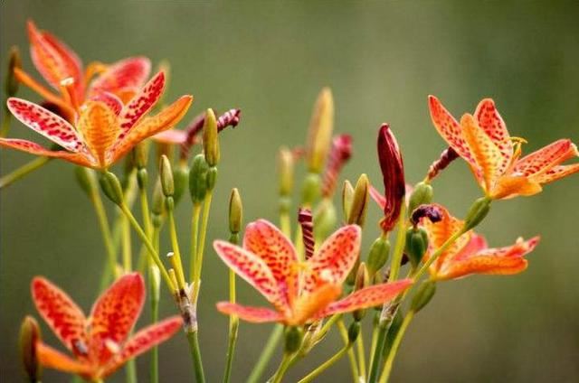 射干似蝶非蝶个性美，诚实中幸福逐渐到来