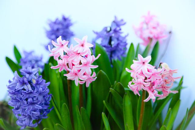 多年草本球根类植物，色彩丰富的风信子详情介绍