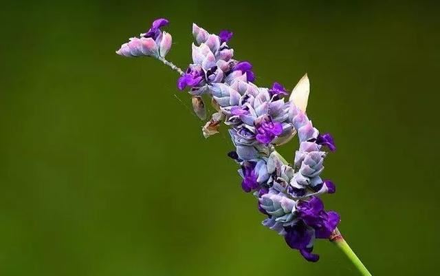 每日植物 | 再力花——素雅别致，水上天堂