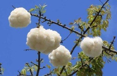 木棉纤维被誉为“植物软黄金”，花通常红色，有时橙红色