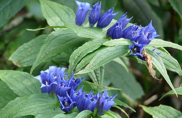 龙胆草，是一种比较罕见的植物，花淡紫红色