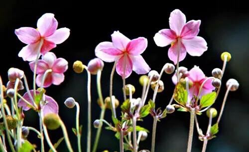 大火草～花朵淡粉红色或白色，素雅大方，可用来美化环境