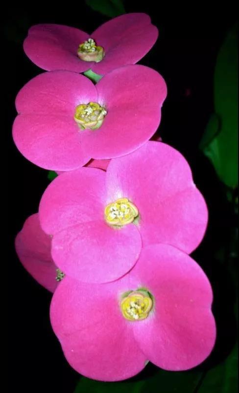 虎刺梅/铁海棠花