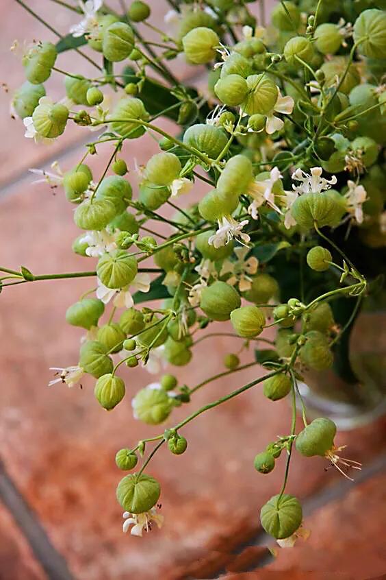 白玉草～铃铛般美丽的花朵