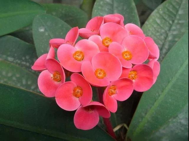 虎刺梅/铁海棠花